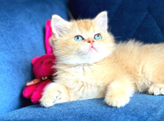British Shorthair Golden Yavrular görsel