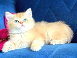 British shorthair Golden yavrular