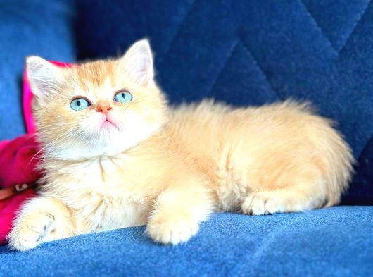 British Shorthair Golden Yavrular