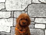 Sevimli Toy Poodle Yavrular