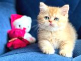 British Shorthair Golden Yavrular