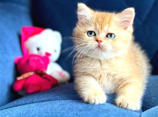 British Shorthair Golden Yavrular görsel