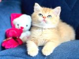 British Shorthair Golden Yavrular