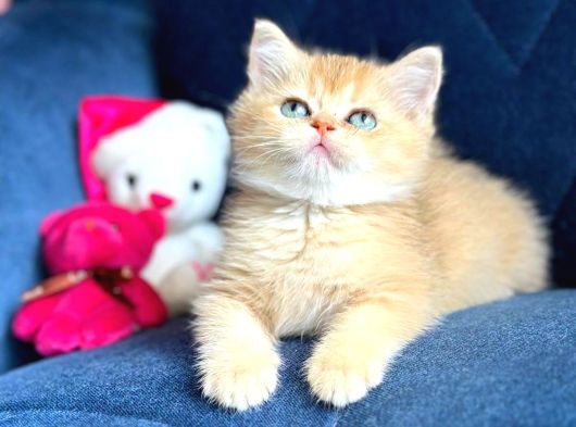 British Shorthair Golden Yavrular görsel