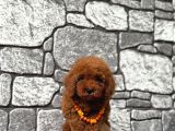 Sevimli Toy Poodle Yavrular