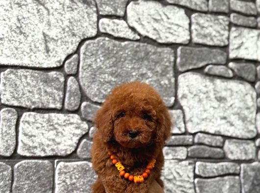 Sevimli Toy Poodle Yavrular görsel