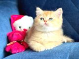 British Shorthair Golden Yavrular