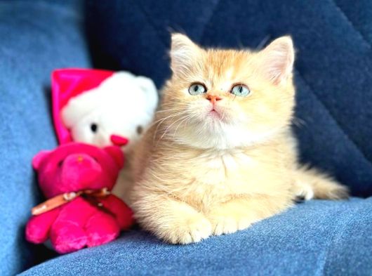 British Shorthair Golden Yavrular görsel