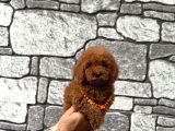 Sevimli Toy Poodle Yavrular