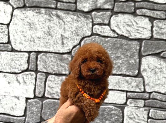 Sevimli Toy Poodle Yavrular görsel