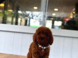 Sevimli Toy Poodle Yavrular