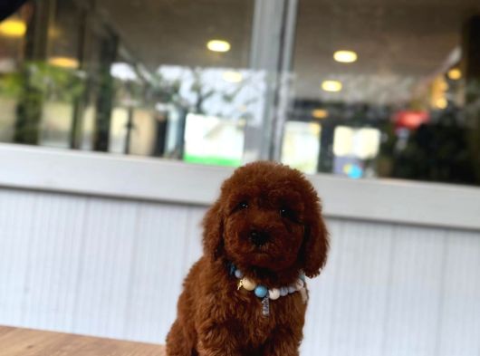 Sevimli Toy Poodle Yavrular görsel