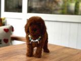 Sevimli Toy Poodle Yavrular