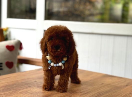 Sevimli Toy Poodle Yavrular görsel