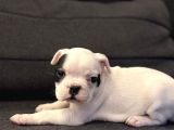Sağlıklı 2 aylık french bulldog sıfır kuyruk