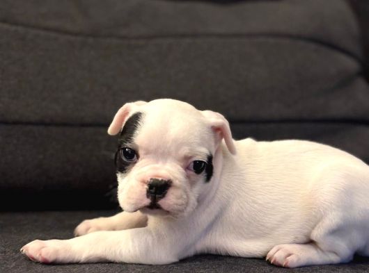 Sağlıklı 2 Aylık French Bulldog Sıfır Kuyruk