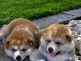 Efsane Kalite De Japon Inu Yavruları
