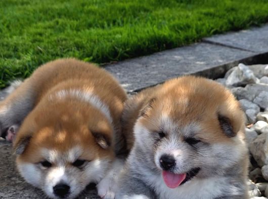 Efsane Kalite De Japon Inu Yavruları görsel