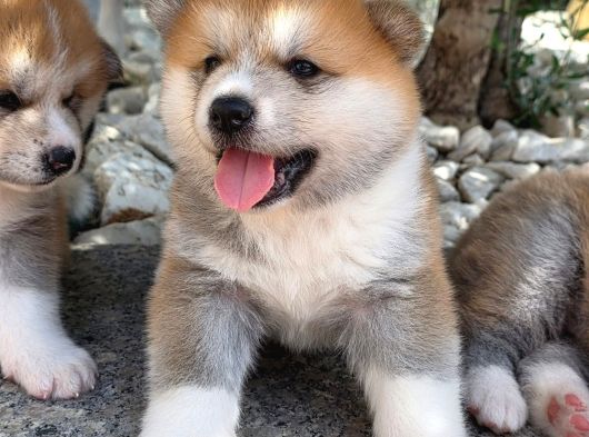 Efsane Kalite De Japon Inu Yavruları görsel