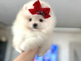 2 Dişi Pomeranian Boo