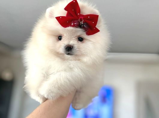 2 Dişi Pomeranian Boo görsel