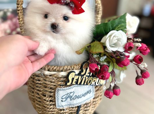 2 Dişi Pomeranian Boo görsel