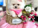 2 Dişi Pomeranian Boo