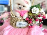 2 Dişi Pomeranian Boo