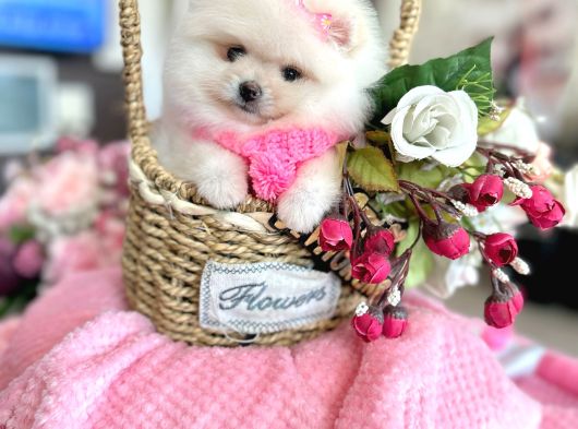 2 Dişi Pomeranian Boo görsel