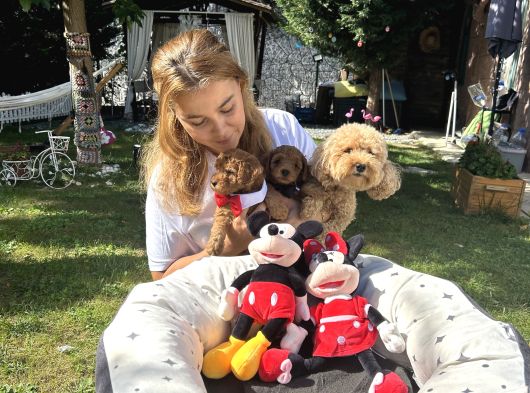 Poodle Torunlarımız görsel