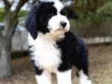 Bicolor Giant Dev Poodle Yavrular