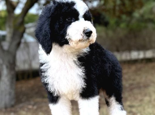 Bicolor Giant Dev Poodle Yavrular görsel