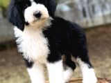 Bicolor Giant Dev Poodle Yavrular