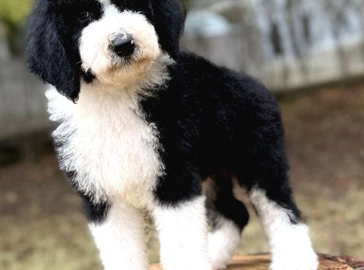 Bicolor Giant Dev Poodle Yavrular görsel