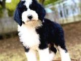 Bicolor Giant Dev Poodle Yavrular