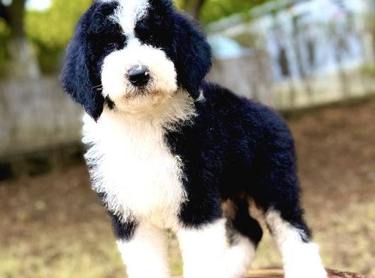 Bicolor Giant Dev Poodle Yavrular
