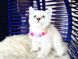 British Shorthair Silver Point Yavrular