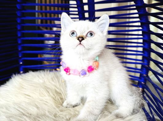 British Shorthair Silver Point Yavrular görsel