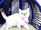 British Shorthair Silver Point Yavrular