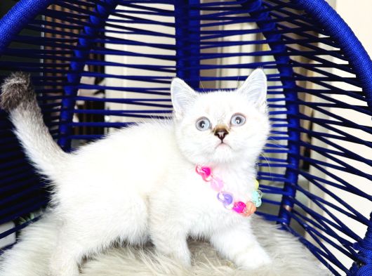 British Shorthair Silver Point Yavrular