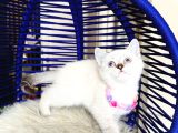 British Shorthair Silver Point Yavrular