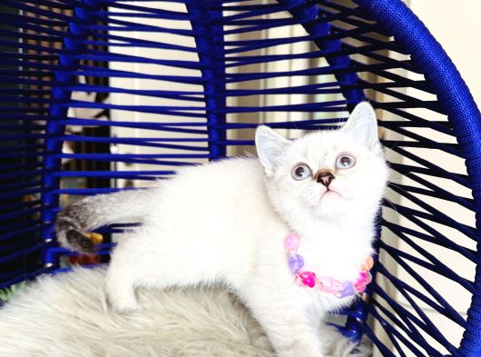 British Shorthair Silver Point Yavrular görsel