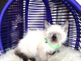 Safkan British Shorthair Chocolate Point Yavrular