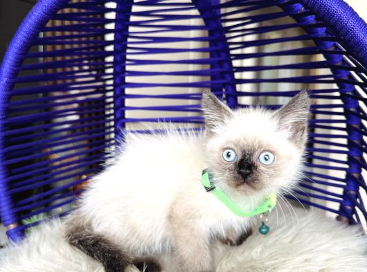 Safkan British Shorthair Chocolate Point Yavrular görsel