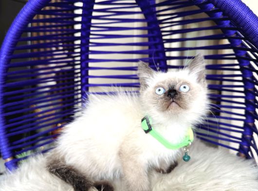 Safkan British Shorthair Chocolate Point Yavrular görsel