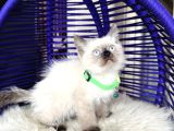 Safkan British Shorthair Chocolate Point Yavrular