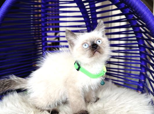 Safkan British Shorthair Chocolate Point Yavrular görsel