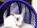 Safkan British Shorthair Chocolate Point Yavrular