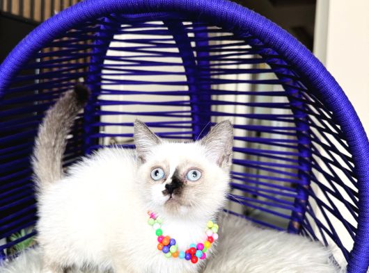 Safkan British Shorthair Chocolate Point Yavrular görsel