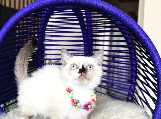 Safkan British Shorthair Chocolate Point Yavrular